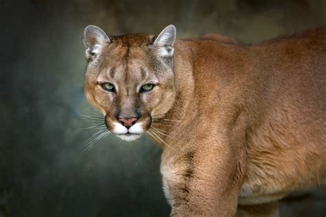 where can cougars be found.